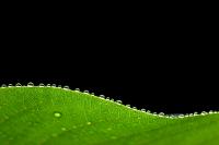 Ватерлиния