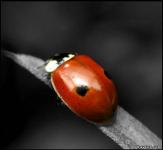 Божья коровка