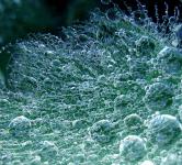 Влажный лист (макросъёмка)