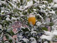 Лимон на снегу