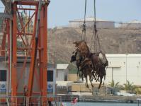 Летающие коровы (Оман)