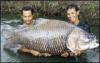 В Таиланде выловили гигантского карпа