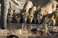 Ого! вот это да!