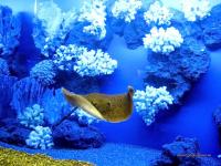 Обои маленький скат