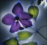 Фотосессия под напряжением в 80 тыс вольт