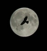 Галерея фотографий луны