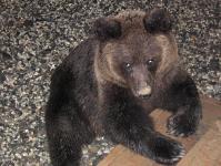 Медведь Михаил Потапович