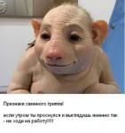 Признаки свиного гриппа