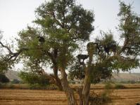 Марокканские козы, лазящие по деревьям