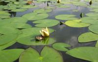 Как в сказке...