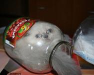 Закатаем кота в банку. Подготовка к зиме! )))