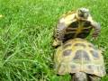 Любовь и ревность черепах