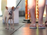 Самой уродливой собакой мира признали чихуахуа Йоду