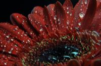 Гербера макро фотография