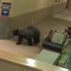 В Норвегии медведи «устроили вечеринку»: разгромили частный дом, съели зефир, шоколад, мед и выпили 100 банок пива