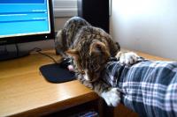 Доктор Cat проверяет пульс.