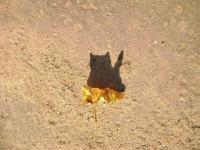 Осень на мягких лапах