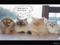 Мне кажется среди нас шпион