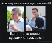 Арнольд, они правда едят это зимой?