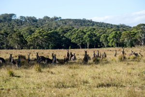 Австралия формирует отряд «Мельбурн». Трепещите, ватники!