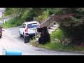 Драка двух медведей из США, штат Нью Джерси [ВИДЕО]
