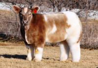 Плюшевая корова — новое домашнее животное американцев