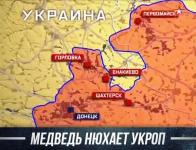 Медведь нюхает укроп