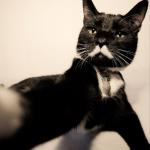 В Осло живет кот по кличке Мяосиф, похожий на Сталина