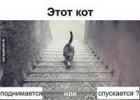 Синее или золотое — забыли. Новый вопрос: этот кот — поднимается или спускается?