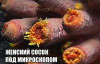 Тема сисек раскрыта полностью!