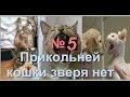Прикольней кошки зверя нет 5 15