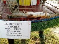 С белкой все хорошо