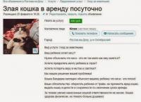 Кошка напрокат. Идея — супер