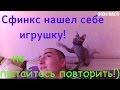 Донской сфинкс нашел себе новую игрушку!)