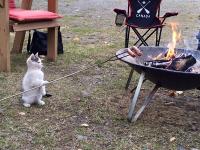 Своё барбекю пока хозяева в речке купаются