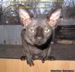 Заведи котёнка