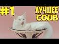 Чёткие Приколы в Coub #1. Совет от Пахома.