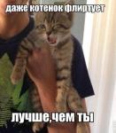 Кошачий пикап