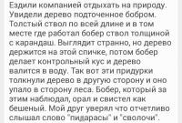 Почему бобры не доверяют людям?