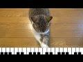 Кот играет на пианино