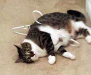 Играл с вешалкой. Проиграл.