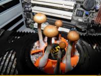 Грибы для видеокарты