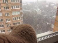 Как некоторые смотрят снег