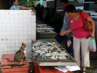 Да, свежая, свежая