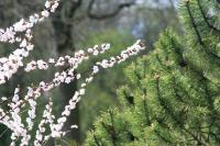 Сакура в Японском саду