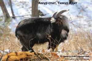 [Пятничное] Козёл Тимур будет баллотироваться в депутаты Госдумы от ДФО