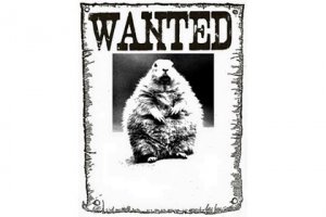 Американского сурка арестовали за неверный метеопрогноз