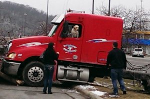 В США «управляемая» собакой фура врезалась в дерево и легковушку