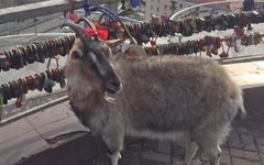 Невесту по кличке Меркель отправят к козлу Тимуру в тигровом пледе (Сватовство между парнокопытными состоится завтра, 8 марта)