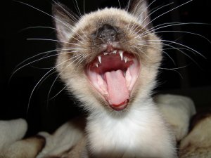 Пятничное: Продавшего парацетамол вместо наркотиков жителя Камчатки обвинили в мошенничестве